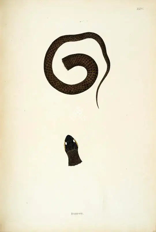 William Skelton (Engraver), Dameen, 1796, Engraving