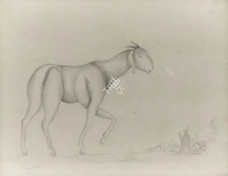 Manjit Bawa (Artist), Untitled (Goat), 1986, Drawing