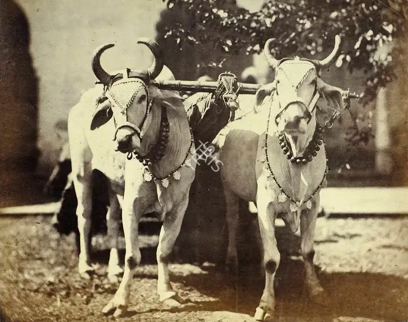 Eugene Clutterbuck Impey (Photographer), A Pair of Bullocks yoked to a light riding - cart, Rajasthan, 1861, Antiquarian Photograph