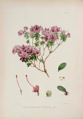 Walter Hood Fitch (Lithographer), Rhododendron Setosum, Wall, 1796, Lithograph