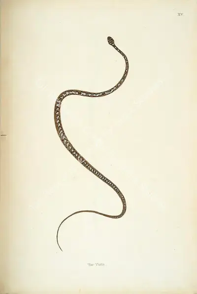 William Skelton (Engraver), Tar Tutta, 1796, Engraving