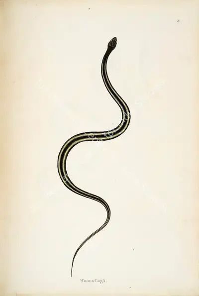 William Skelton (Engraver), Wanna Cogli, 1796, Engraving