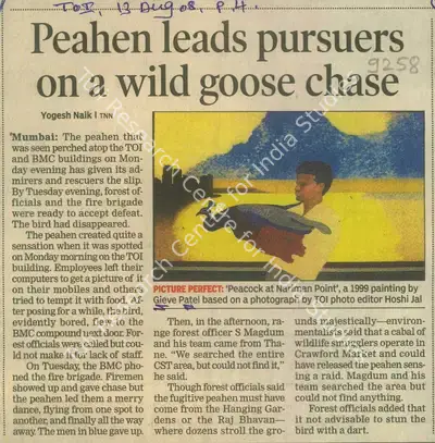 Yogesh Naik (Writer), Peahen Leads Pursuers On a Wild Goose Chase, 2008, Newspaper Clipping