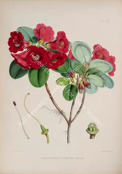 Walter Hood Fitch (Lithographer), Rhododendron Thomsoni, 1796, Lithograph