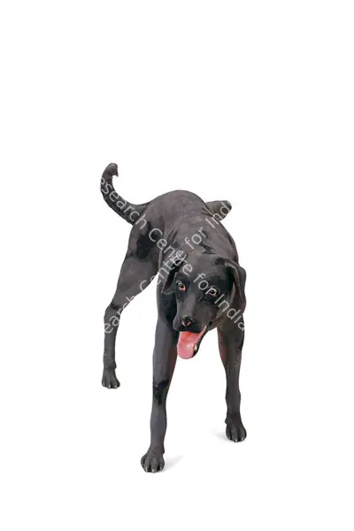Jagannath Panda (Artist), DOG, Sculpture
