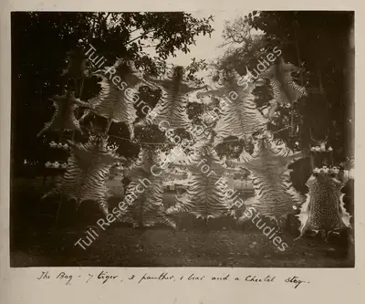 Willoughby Wallace Hooper (Photographer), The bag- 7 tiger, 3 panther, 1 bear and a cheetal stag, Antiquarian Photograph