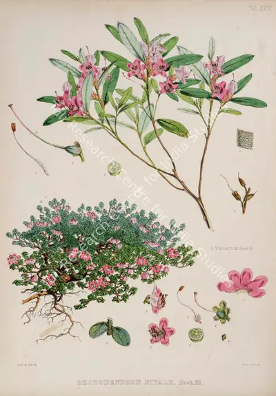 Walter Hood Fitch (Lithographer), Rhododendron Virgatum | Rhododendron Nivale, 1796, Lithograph