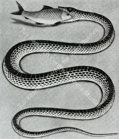 Unknown (Artist), Snake with Fish, 1860, Graphic Art
