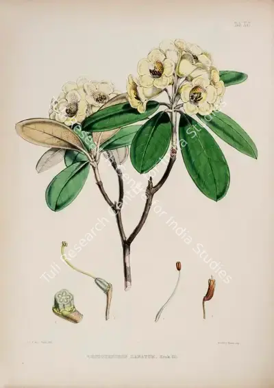 Walter Hood Fitch (Lithographer), Rhododendron Lanatum, 1796, Lithograph