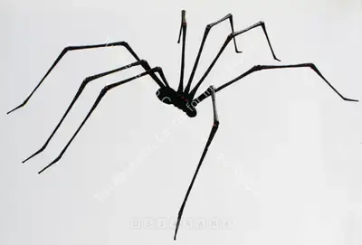 Jagannath Panda (Artist), The Spider - Within, 2005, Sculpture