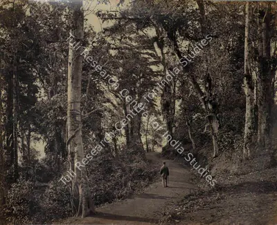 Samuel Bourne (Photographer), A Pleasant wall near Ju Krai - Darjeeling, 1865, Antiquarian Photograph