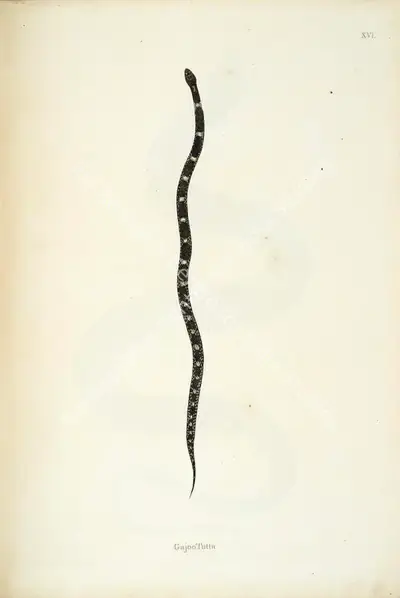 William Skelton (Engraver), Gajoo Tutta, 1796, Engraving