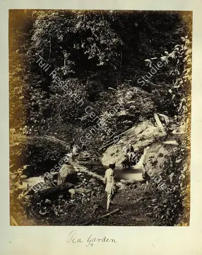Robert Phillips Attributed (Photographer), Tea Garden (possibly with Plantation owner), Antiquarian Photograph
