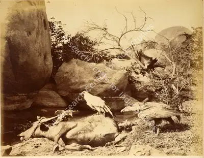 Willoughby Wallace Hooper (Photographer), Tiger Hunt, 1870, Antiquarian Photograph