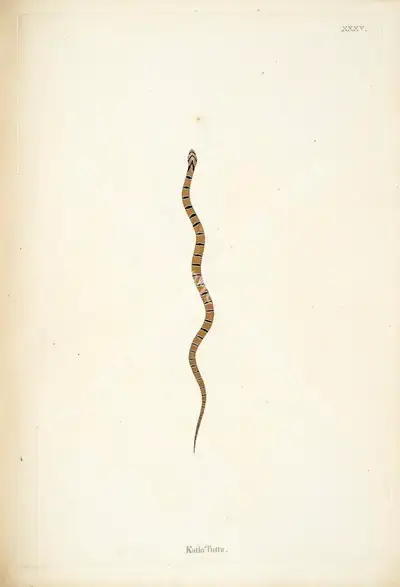 William Skelton (Engraver), Katla Tutta, 1796, Engraving