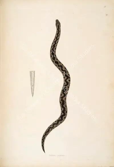 William Skelton (Engraver), Padain Cootoo, 1796, Engraving