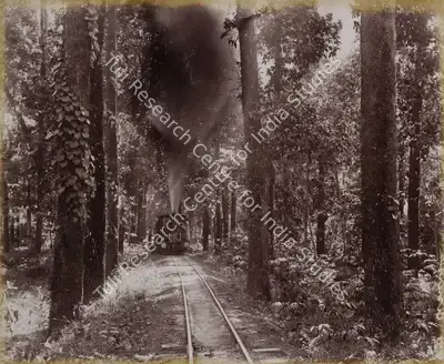 Unknown (Photographer), The Avenue - Darjiling Hill Railway (Darjeeling), 1901, Antiquarian Photograph