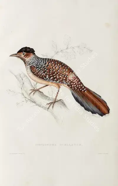 Elizabeth Gould (Lithographer), Cinclosoma Ocellatum, 1832, Lithograph