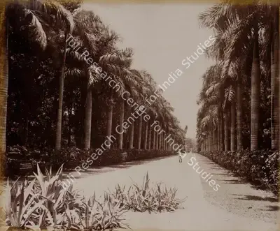 Unknown (Photographer), Palm Avenue - Botanical Gardens, 1901, Antiquarian Photograph