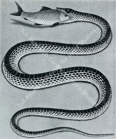 Unknown (Artist), Snake with Fish, 1860, Painting