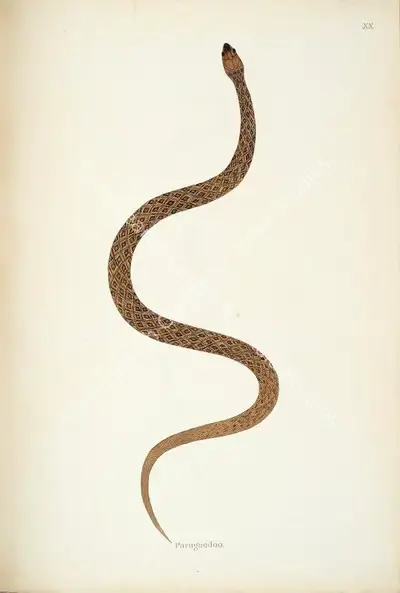 William Skelton (Engraver), Paragoodoo, 1796, Engraving