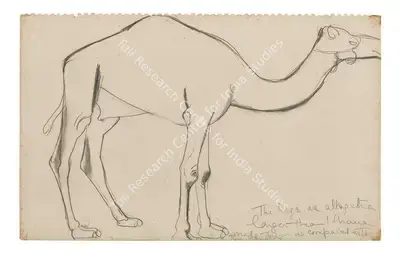 Amrita Sher-Gil (Artist), Camel, 1941, Drawing