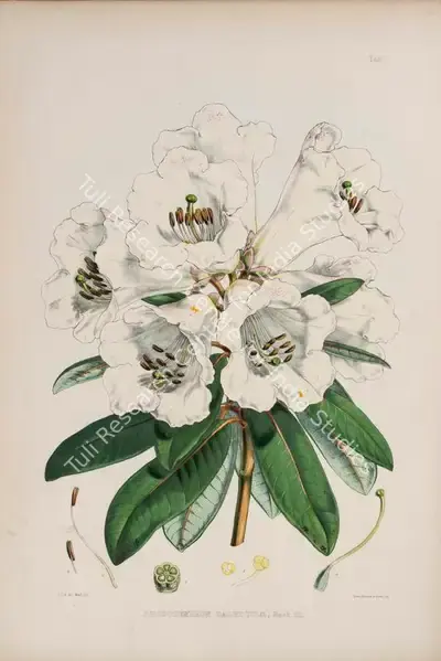 Walter Hood Fitch (Lithographer), Rhododendron Dalhousie , 1796, Lithograph
