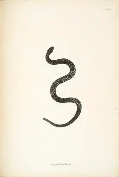William Skelton (Engraver), Naugealled Keaka, 1796, Engraving