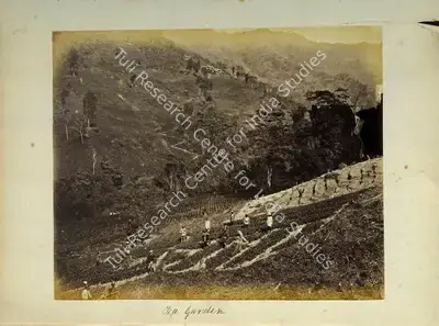 Robert Phillips Attributed (Photographer), Tea Garden - Tea Plantation with owner, Antiquarian Photograph