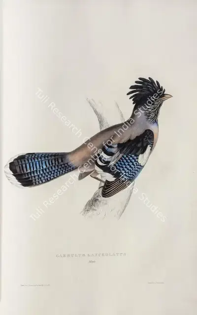 Elizabeth Gould (Lithographer), Garrulus Lanceolatus, 1832, Lithograph