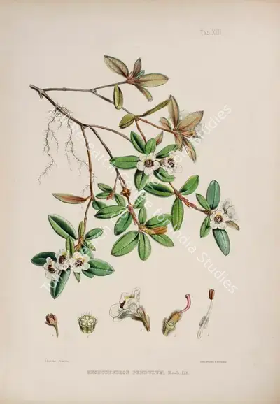 Walter Hood Fitch (Lithographer), Rhododendron Pendulum, 1796, Lithograph