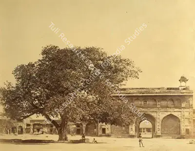 Felice Beato (Photographer), Tree in the Palace under which 119 Europeans were murdered in June 1857, Lucknow, 1858, Antiquarian Photograph