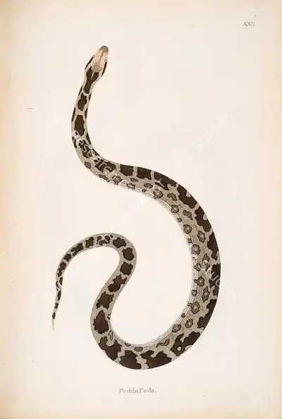 William Skelton (Engraver), PeddaPoda, 1796, Engraving