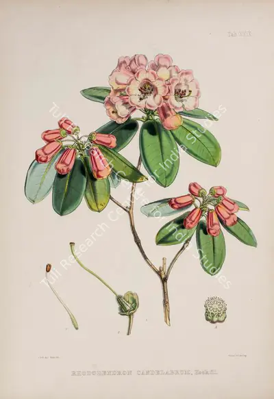 Walter Hood Fitch (Lithographer), Rhododendron Candelabrum, 1796, Lithograph