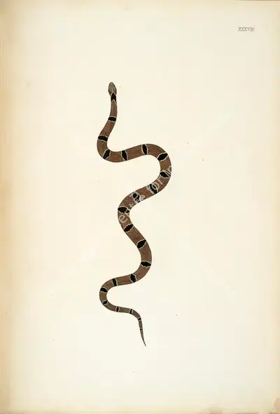 William Skelton (Engraver), Untitled, 1796, Engraving