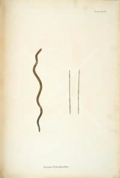 William Skelton (Engraver), Rondoo Talooloo Pam, 1796, Engraving