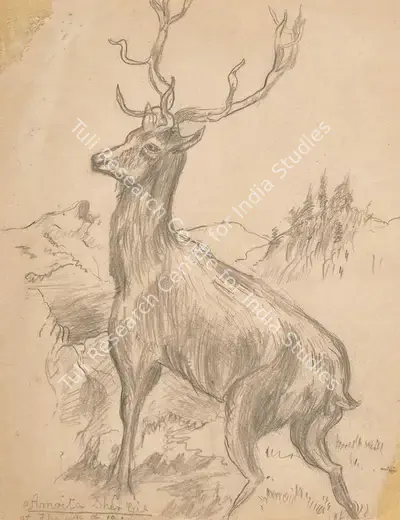 Amrita Sher-Gil (Artist), A Drawing of a stag, 1923, Drawing