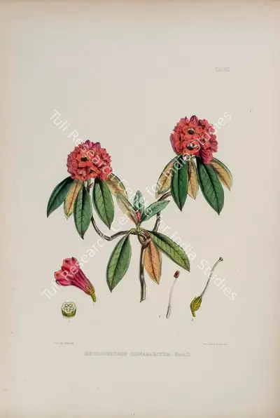 Walter Hood Fitch (Lithographer), Rhododendron Cinnabarinum, 1796, Lithograph