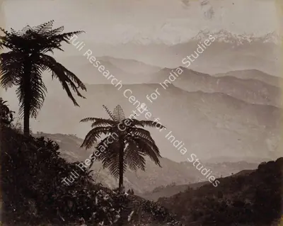 Samuel Bourne (Photographer), The Snows. Tree Ferns in the Foreground, Darjeeling, 1865, Antiquarian Photograph