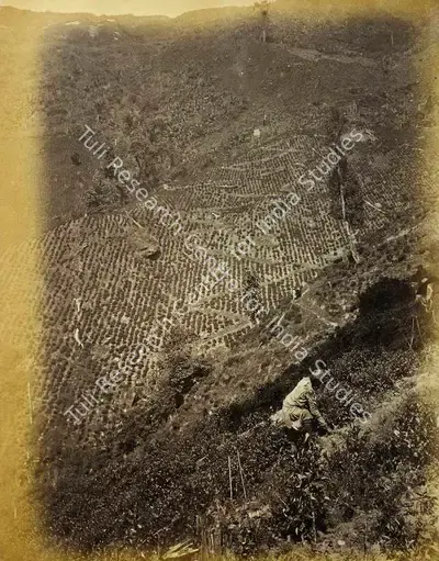 Robert Phillips Attributed (Photographer), Plantation Workers, Antiquarian Photograph
