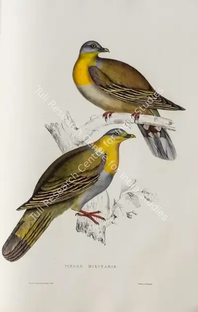 Elizabeth Gould (Lithographer), Vinago Militaris, 1832, Lithograph