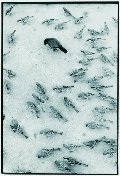 Raghu Rai (Photographer), Mainah And Sparrows, 1970, Contemporary Photograph