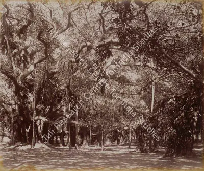 Samuel Bourne (Photographer), Interior of the Banyan Tree, Botanical Gardens. Calcutta, 1865, Antiquarian Photograph