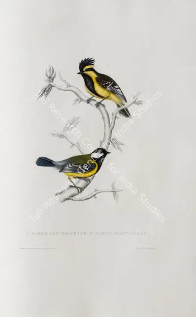Elizabeth Gould (Lithographer), Parus Xanthogenys | Parus Monticolus, 1832, Lithograph