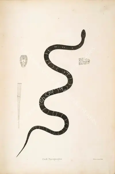 William Skelton (Engraver), Gedi Paragoodoo, 1796, Engraving