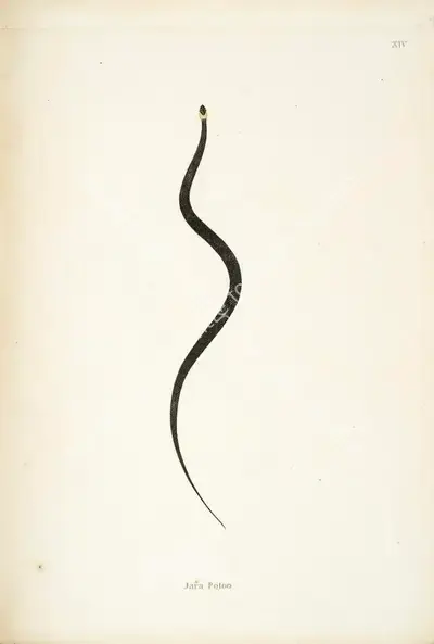William Skelton (Engraver), Jara Potoo, 1796, Engraving