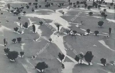 Raghu Rai (Photographer), Trees in the Flood, Contemporary Photograph