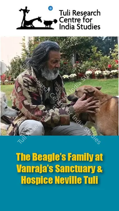 Tuli Research Centre for India Studies (Editor), The Beagle's Family at Vanraja's Sanctuary & Hospice: Neville Tuli, 2025, In-house Video