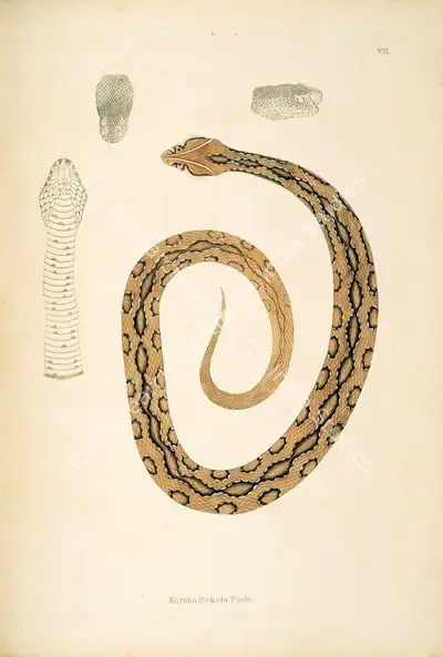 William Skelton (Engraver), Katuka Rekula Poda, 1796, Engraving