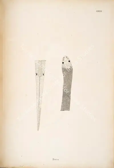 William Skelton (Engraver), Bora, 1796, Engraving
